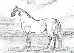 ঘোড়া মুদ্রণযোগ্য রঙের পাতাmudraṇayōgya Raṅēra Pātā